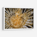 Dazzle Puro - N. Sulawesi, Indonesia - Beverly Factor | Cuadro decorativo de Canvas Lab