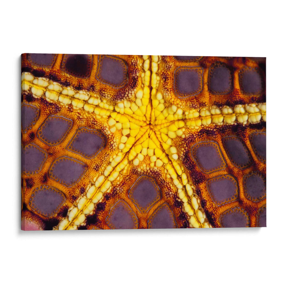 Star Purple - Wakatoobi, Indonesia - Beverly Factor | Cuadro decorativo de Canvas Lab