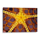 Star Purple - Wakatoobi, Indonesia - Beverly Factor | Cuadro decorativo de Canvas Lab