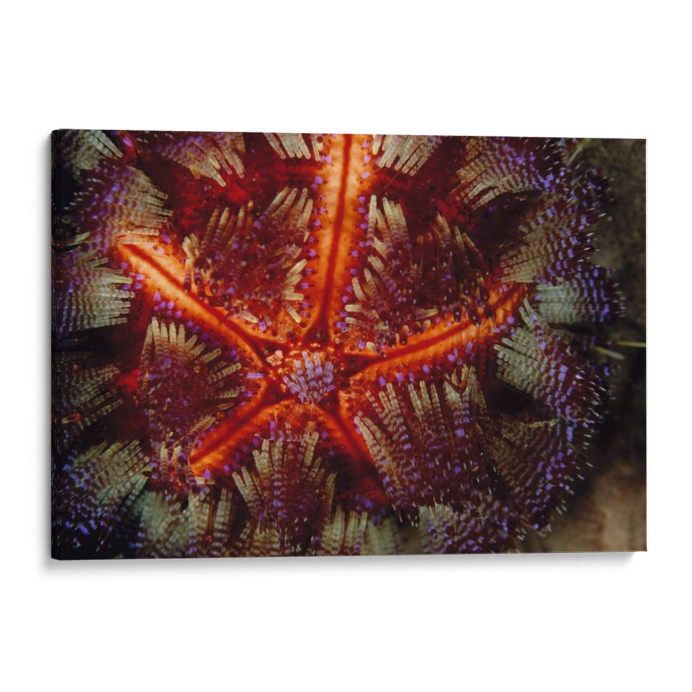 Poder De Star - Indonesia - Beverly Factor | Cuadro decorativo de Canvas Lab