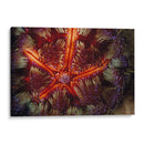Poder De Star - Indonesia - Beverly Factor | Cuadro decorativo de Canvas Lab