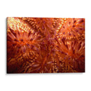 Red Hot - Indonesia - Beverly Factor | Cuadro decorativo de Canvas Lab