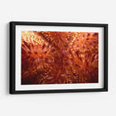 Red Hot - Indonesia - Beverly Factor | Cuadro decorativo de Canvas Lab