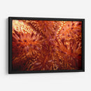 Red Hot - Indonesia - Beverly Factor | Cuadro decorativo de Canvas Lab