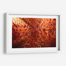 Red Hot - Indonesia - Beverly Factor | Cuadro decorativo de Canvas Lab