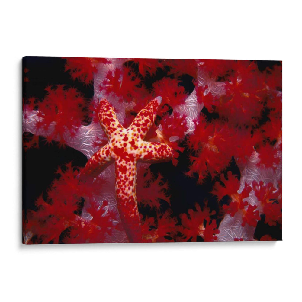 Star Rojo - Nusa Kode, Indonesia - Beverly Factor | Cuadro decorativo de Canvas Lab