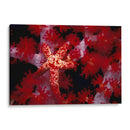 Star Rojo - Nusa Kode, Indonesia - Beverly Factor | Cuadro decorativo de Canvas Lab