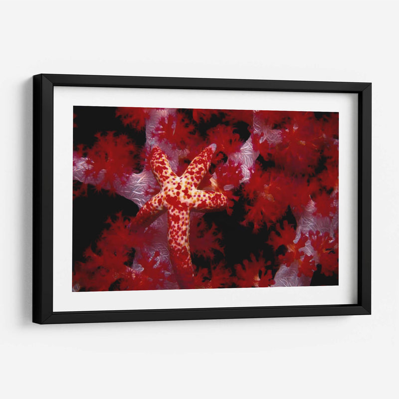 Star Rojo - Nusa Kode, Indonesia - Beverly Factor | Cuadro decorativo de Canvas Lab
