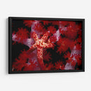 Star Rojo - Nusa Kode, Indonesia - Beverly Factor | Cuadro decorativo de Canvas Lab