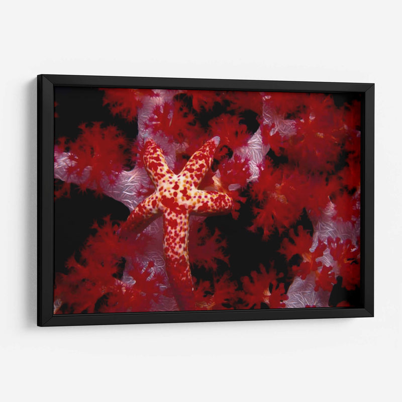Star Rojo - Nusa Kode, Indonesia - Beverly Factor | Cuadro decorativo de Canvas Lab