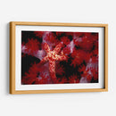 Star Rojo - Nusa Kode, Indonesia - Beverly Factor | Cuadro decorativo de Canvas Lab