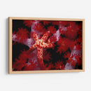 Star Rojo - Nusa Kode, Indonesia - Beverly Factor | Cuadro decorativo de Canvas Lab