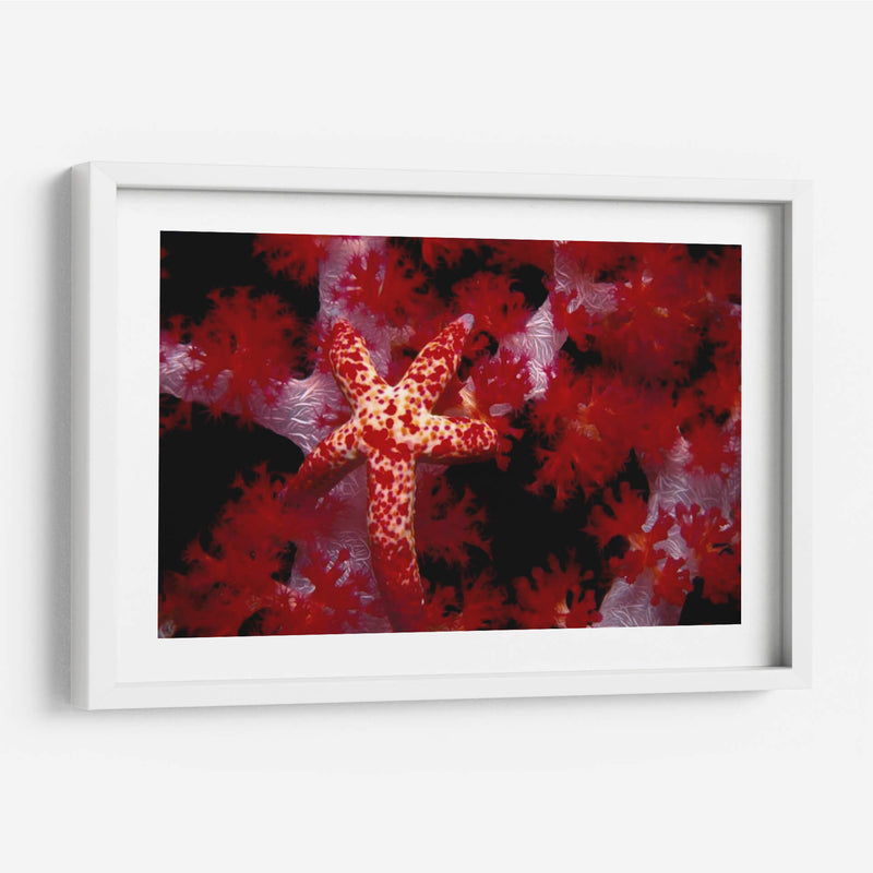 Star Rojo - Nusa Kode, Indonesia - Beverly Factor | Cuadro decorativo de Canvas Lab