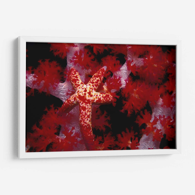 Star Rojo - Nusa Kode, Indonesia - Beverly Factor | Cuadro decorativo de Canvas Lab
