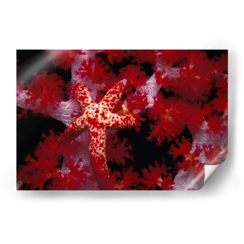 Star Rojo - Nusa Kode, Indonesia - Beverly Factor | Cuadro decorativo de Canvas Lab