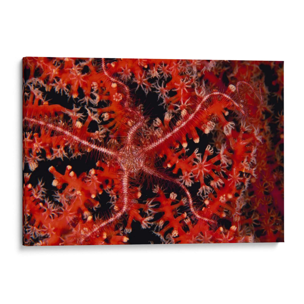Estrellas - Indonesia - Beverly Factor | Cuadro decorativo de Canvas Lab