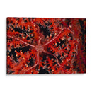 Estrellas - Indonesia - Beverly Factor | Cuadro decorativo de Canvas Lab