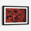 Estrellas - Indonesia - Beverly Factor | Cuadro decorativo de Canvas Lab