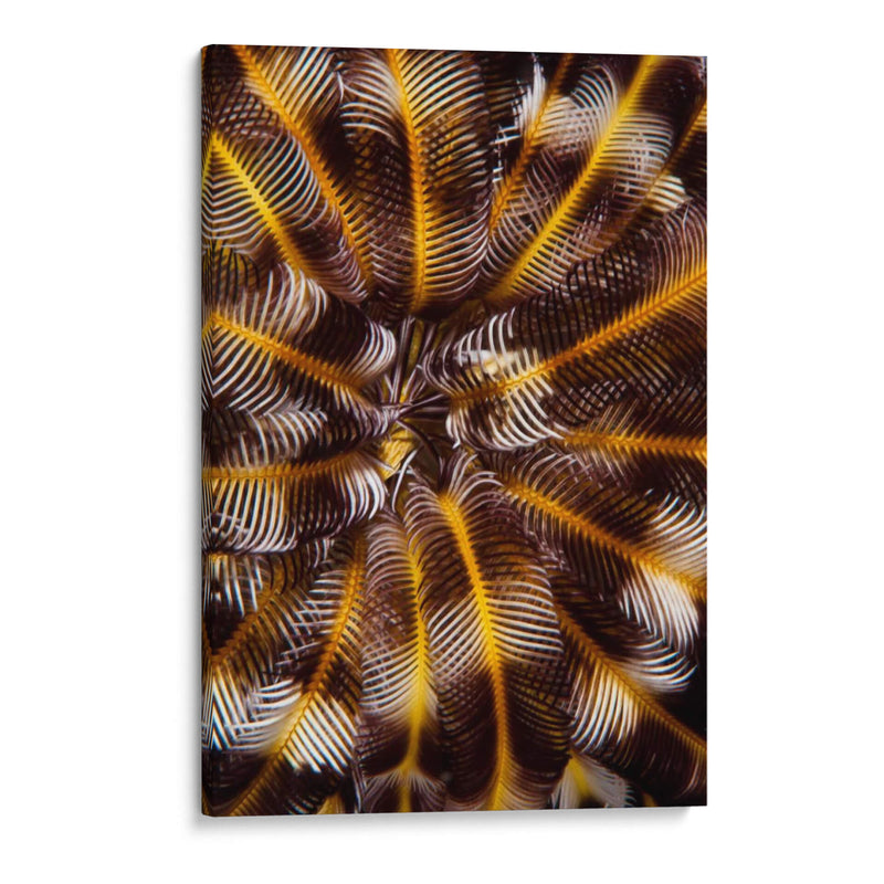 Tesoro De Plumas - N. Sulawesi, Indonesia - Beverly Factor | Cuadro decorativo de Canvas Lab
