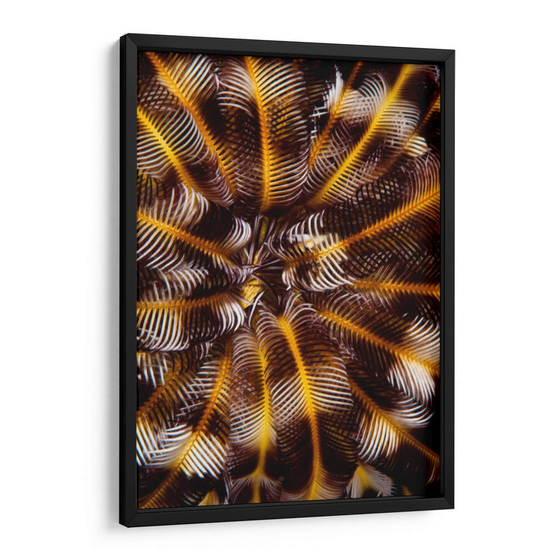 Tesoro De Plumas - N. Sulawesi, Indonesia - Beverly Factor | Cuadro decorativo de Canvas Lab