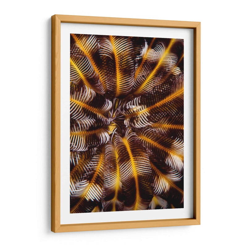Tesoro De Plumas - N. Sulawesi, Indonesia - Beverly Factor | Cuadro decorativo de Canvas Lab