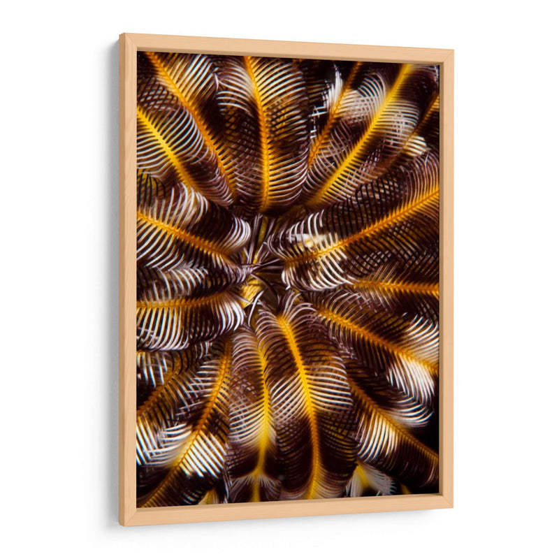 Tesoro De Plumas - N. Sulawesi, Indonesia - Beverly Factor | Cuadro decorativo de Canvas Lab