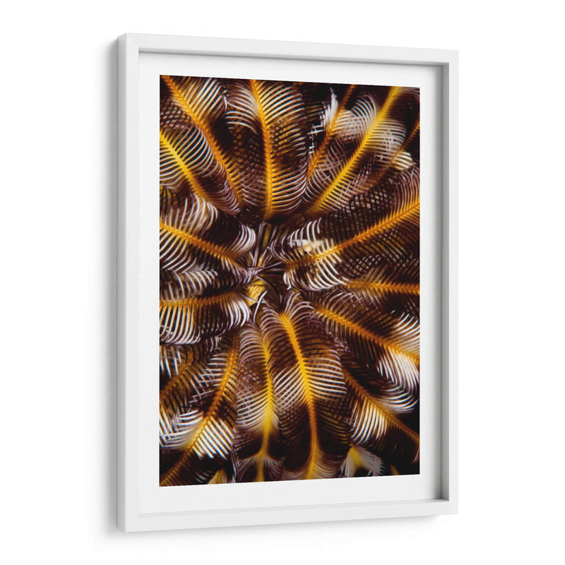 Tesoro De Plumas - N. Sulawesi, Indonesia - Beverly Factor | Cuadro decorativo de Canvas Lab