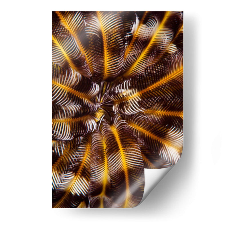 Tesoro De Plumas - N. Sulawesi, Indonesia - Beverly Factor | Cuadro decorativo de Canvas Lab