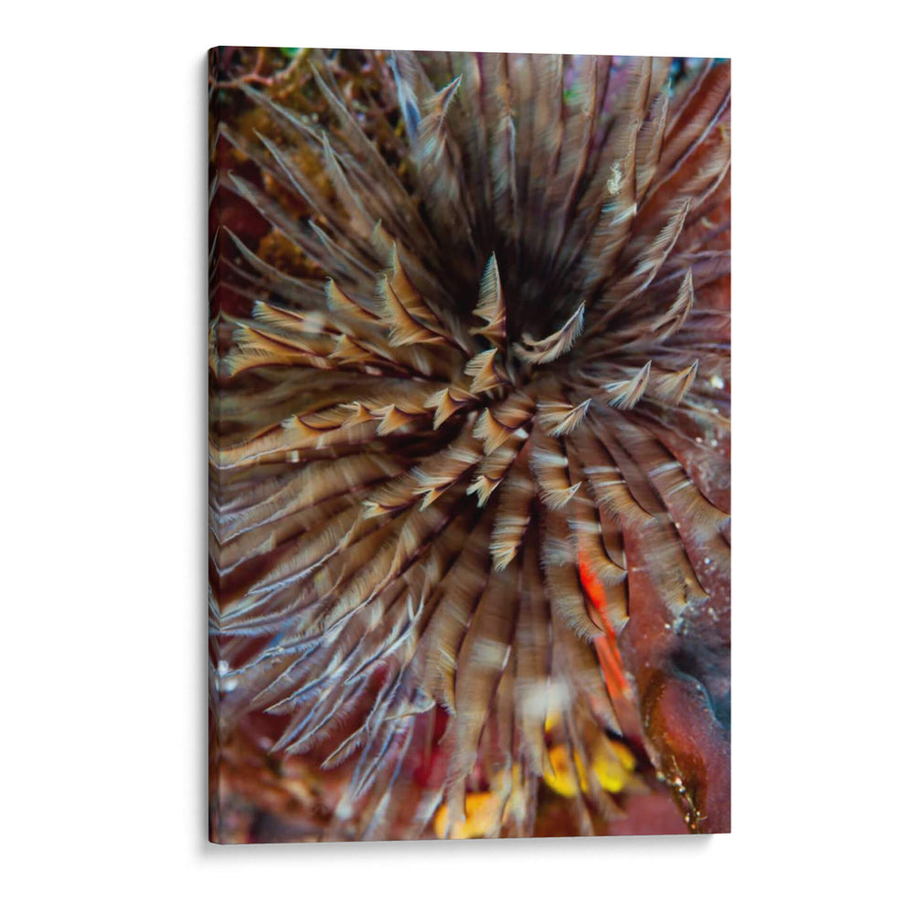 Plumule - N. Sulawesi, Indonesia - Beverly Factor | Cuadro decorativo de Canvas Lab