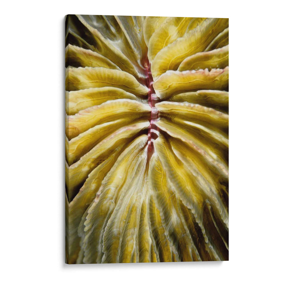 Tentadora - Tailandia - Beverly Factor | Cuadro decorativo de Canvas Lab