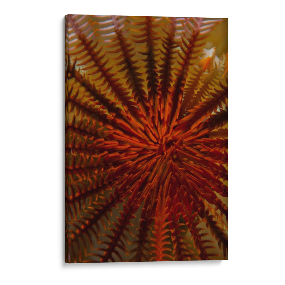 Destiny - S. Raja Ampat, Indonesia - Beverly Factor | Cuadro decorativo de Canvas Lab