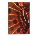 Flyer Flaming - Palau, Micronesia - Beverly Factor | Cuadro decorativo de Canvas Lab