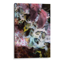 Marvel Rosa - Indonesia - Beverly Factor | Cuadro decorativo de Canvas Lab