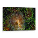 Encantador - Indonesia - Beverly Factor | Cuadro decorativo de Canvas Lab