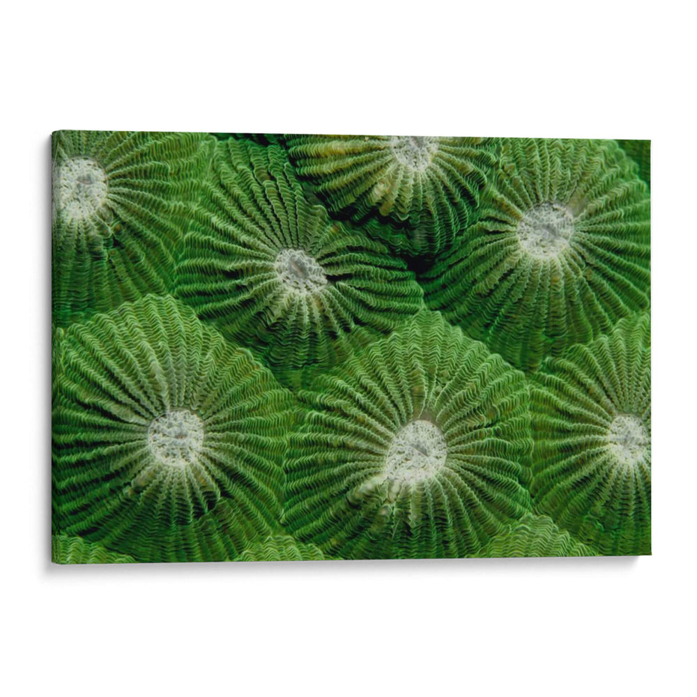 Greenlicious - Tailandia - Beverly Factor | Cuadro decorativo de Canvas Lab