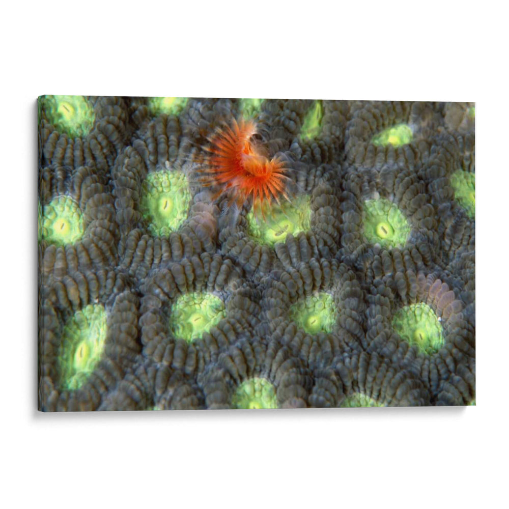 Sorpresa Roja - Indonesia - Beverly Factor | Cuadro decorativo de Canvas Lab