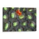 Sorpresa Roja - Indonesia - Beverly Factor | Cuadro decorativo de Canvas Lab