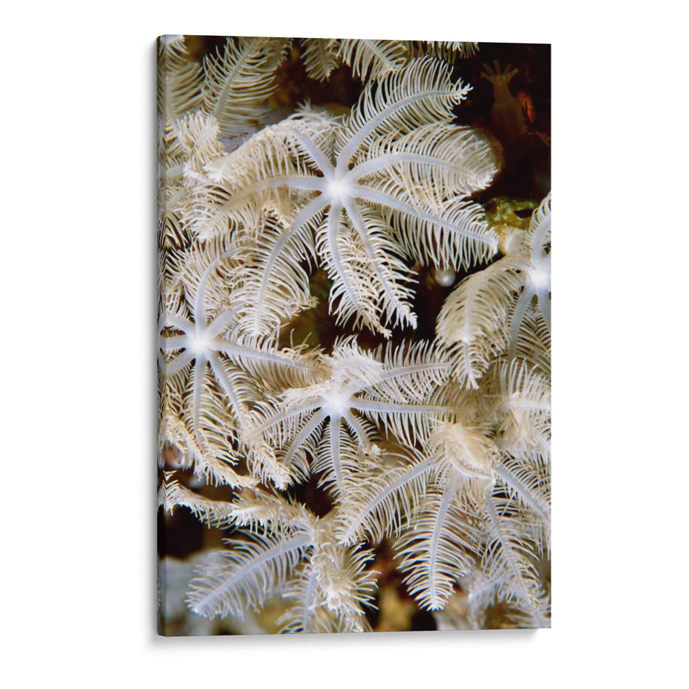 Flor De Plumas I - Papua Nueva Guinea - Beverly Factor | Cuadro decorativo de Canvas Lab