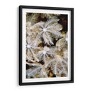 Flor De Plumas I - Papua Nueva Guinea - Beverly Factor | Cuadro decorativo de Canvas Lab