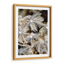 Flor De Plumas I - Papua Nueva Guinea - Beverly Factor | Cuadro decorativo de Canvas Lab
