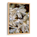 Flor De Plumas I - Papua Nueva Guinea - Beverly Factor | Cuadro decorativo de Canvas Lab