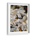 Flor De Plumas I - Papua Nueva Guinea - Beverly Factor | Cuadro decorativo de Canvas Lab