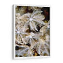 Flor De Plumas I - Papua Nueva Guinea - Beverly Factor | Cuadro decorativo de Canvas Lab