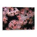 Delicadamente Rosa - Pasaje De Vatu, Fiji - Beverly Factor | Cuadro decorativo de Canvas Lab