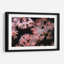 Delicadamente Rosa - Pasaje De Vatu, Fiji - Beverly Factor | Cuadro decorativo de Canvas Lab