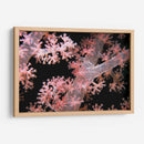 Delicadamente Rosa - Pasaje De Vatu, Fiji - Beverly Factor | Cuadro decorativo de Canvas Lab
