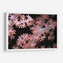 Delicadamente Rosa - Pasaje De Vatu, Fiji - Beverly Factor | Cuadro decorativo de Canvas Lab
