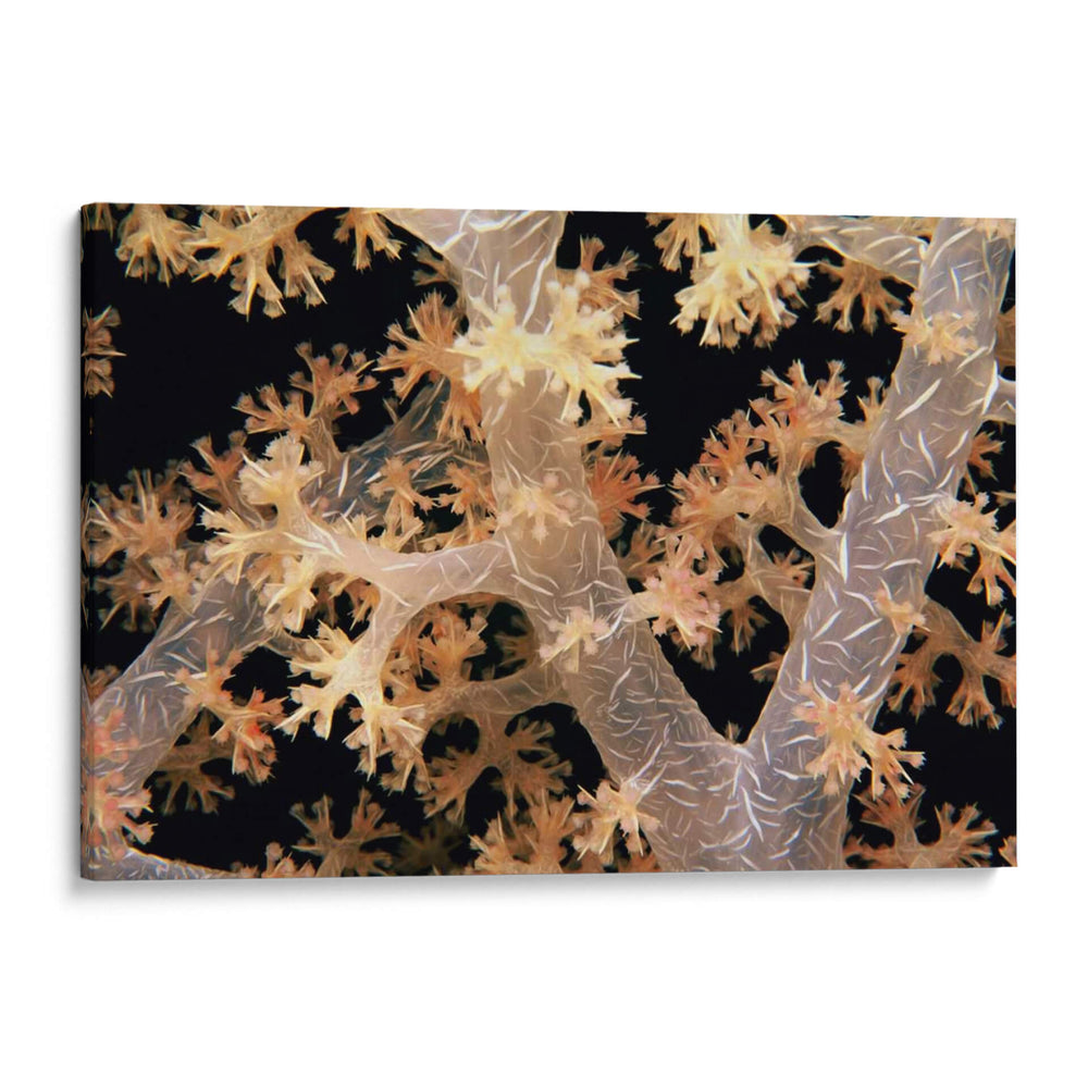 Splendid Ramas - Fiji - Beverly Factor | Cuadro decorativo de Canvas Lab