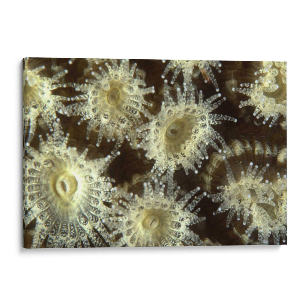 Flor De La Ducha - Central Raja Ampat, Indonesia - Beverly Factor | Cuadro decorativo de Canvas Lab