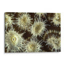 Flor De La Ducha - Central Raja Ampat, Indonesia - Beverly Factor | Cuadro decorativo de Canvas Lab